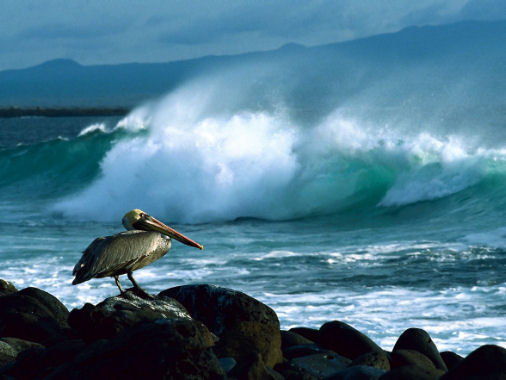 Isole Galapagos, Ecuador